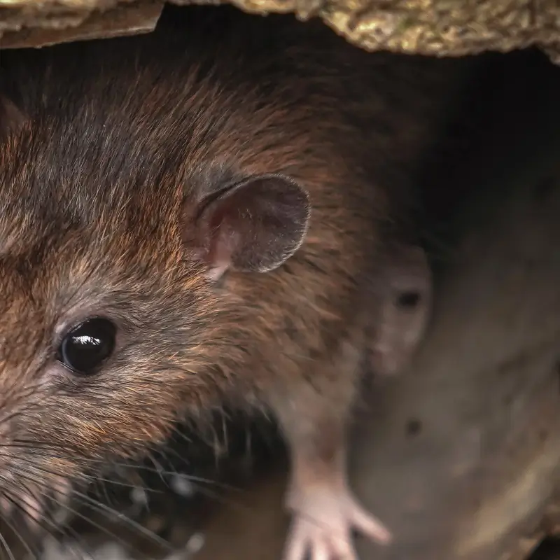 Signs You Have Rats in Your Drains